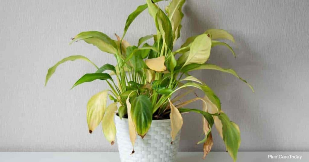 Causes and Solutions for Peace Lily Leaves Turning Yellow