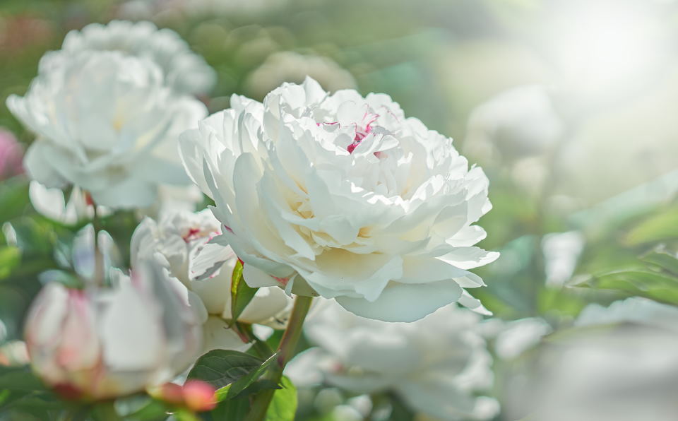 peonies white flower