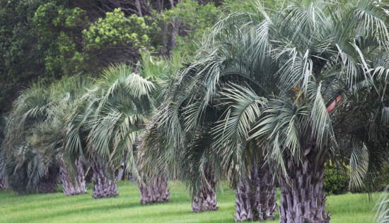 pindo palm tree