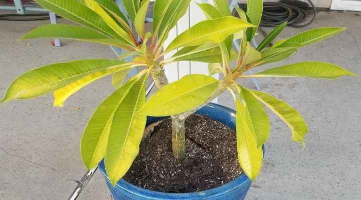 Plumeria Leaves Turning Yellow – How To Prevent It