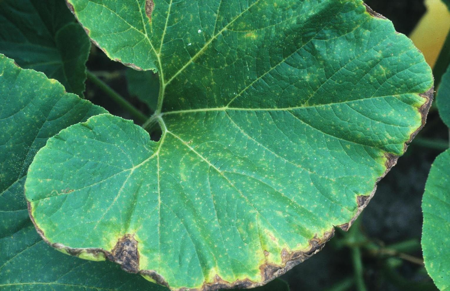 Why Are My Pumpkin Leaves Turning Yellow And Dying