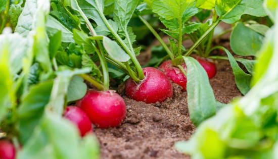 spinach copmanion radishes