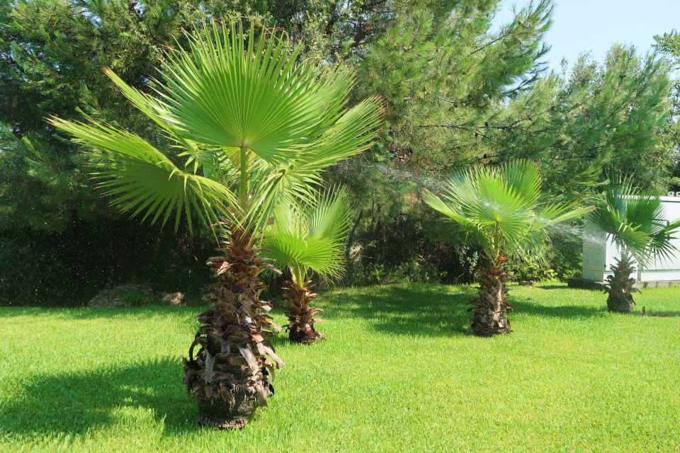 Stunning Sago Palms