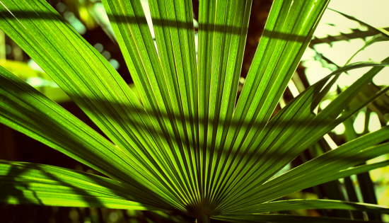 saw palmetto palm tree