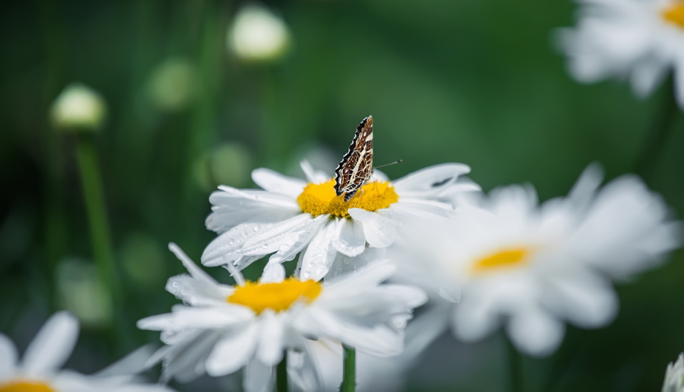 Shasta Daisies and Butterfly