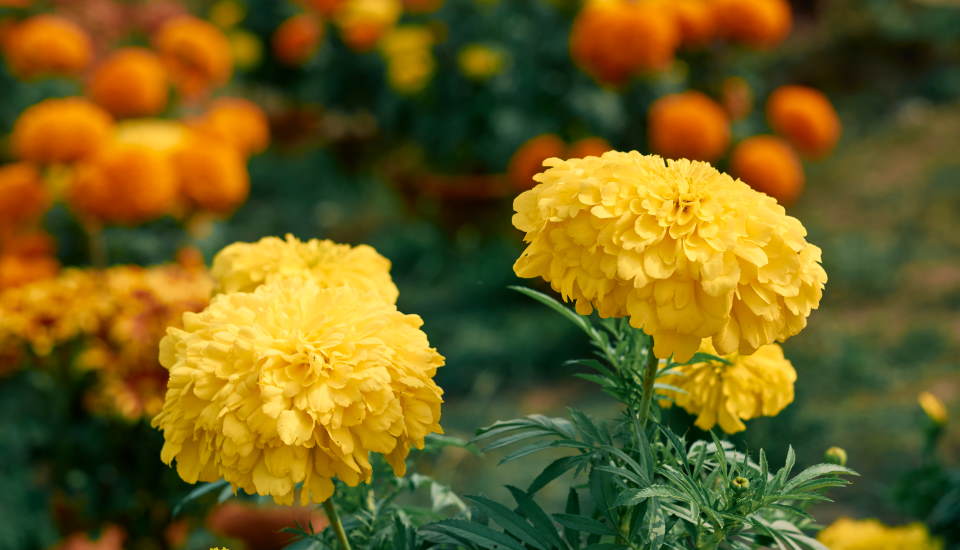 Yellow marigold