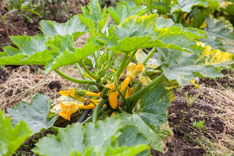 Zucchini Leaves Turning Yellow - Causes and Prevention - PlantNative.org