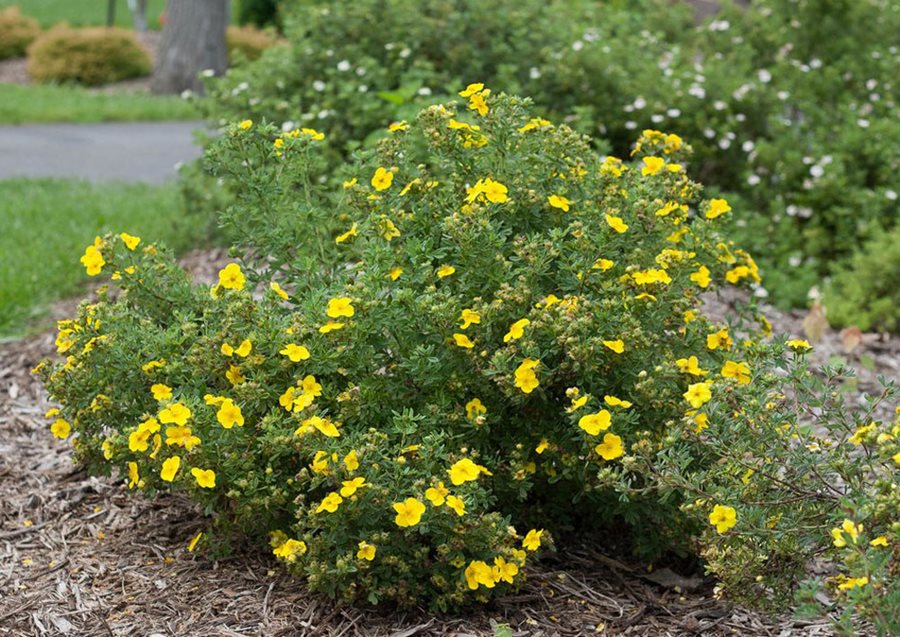 Native Plants of Maine for Landscaping