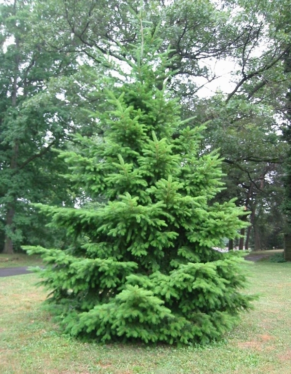Best Evergreen Trees to Plant In New York