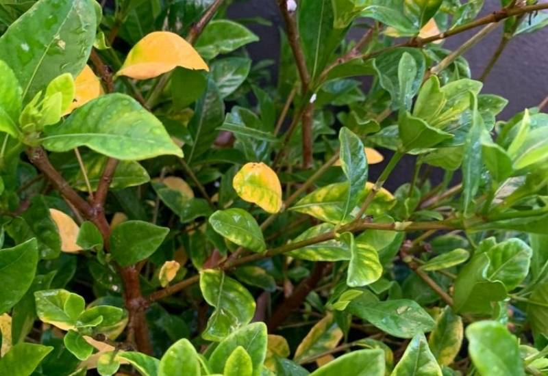 How To Prevent Gardenia Leaves From Turning Yellow