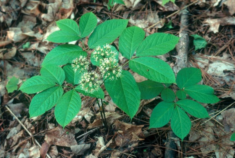 Native Ohio Plants for Landscaping [with Pictures] - PlantNative.org