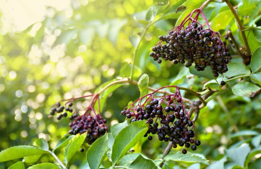 Sambucus nigra elderberry