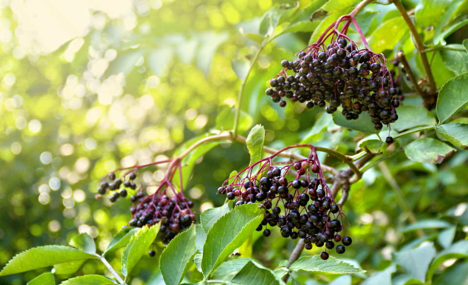 Sambucus nigra elderberry