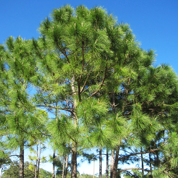 The Best Evergreen Trees to Plant in Alabama
