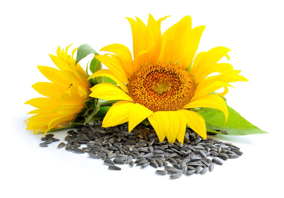 sunflower seeds