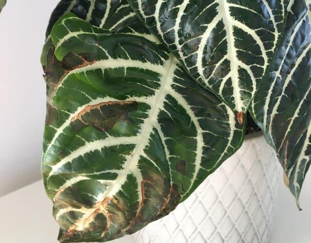 9 Causes And Solutions To Zebra Plant Leaves Turning Brown