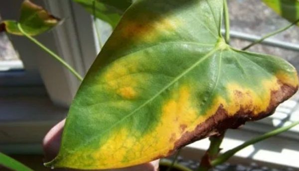 Anthurium Leaves Turning Yellow – Causes and Solutions