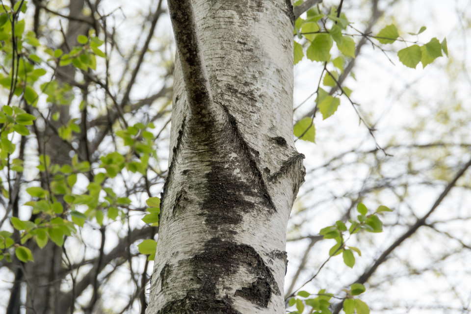 Main Branch of Birch Tree
