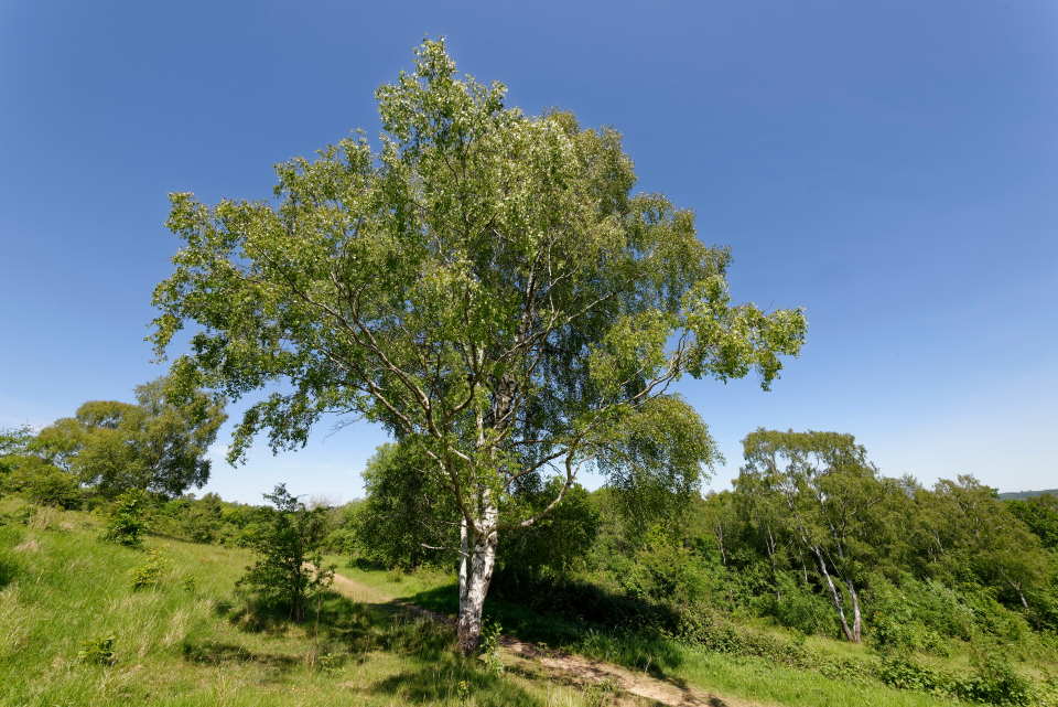 Older Birch Tree