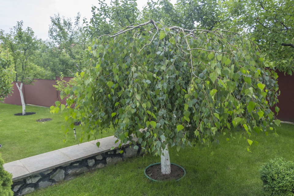 Birch Tree in the Garden