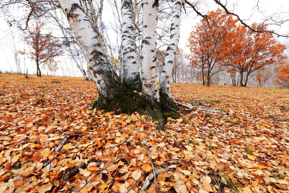 Autumn Birch Tree