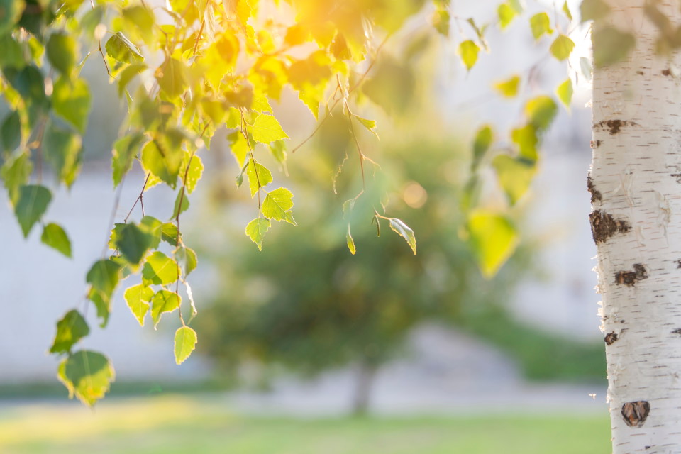 Birch Tree Leaves