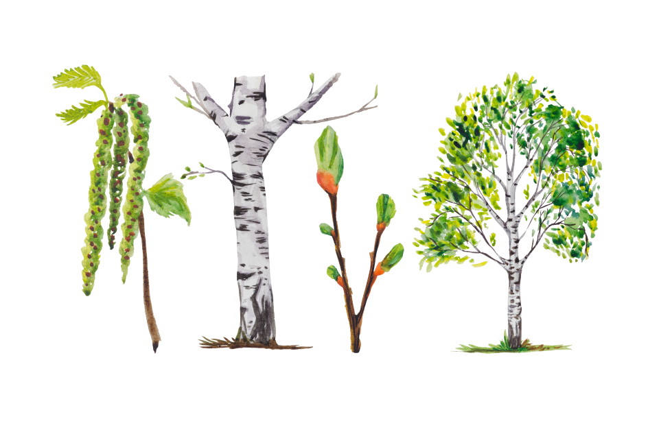 Birch Tree Illustration