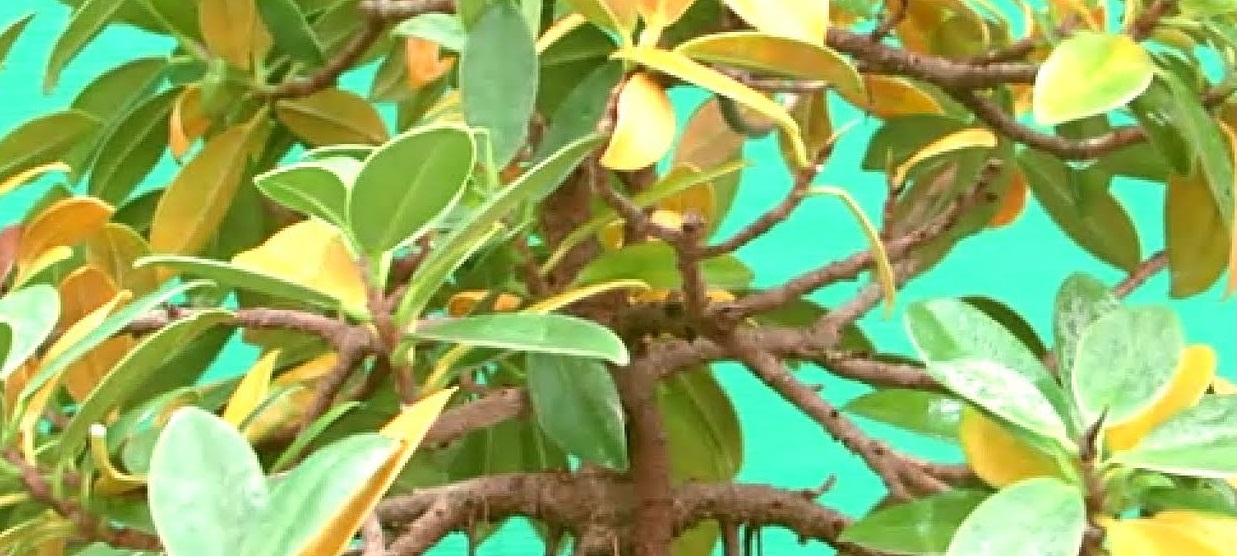 7 Reasons Why Bonsai Leaves Turn Yellow