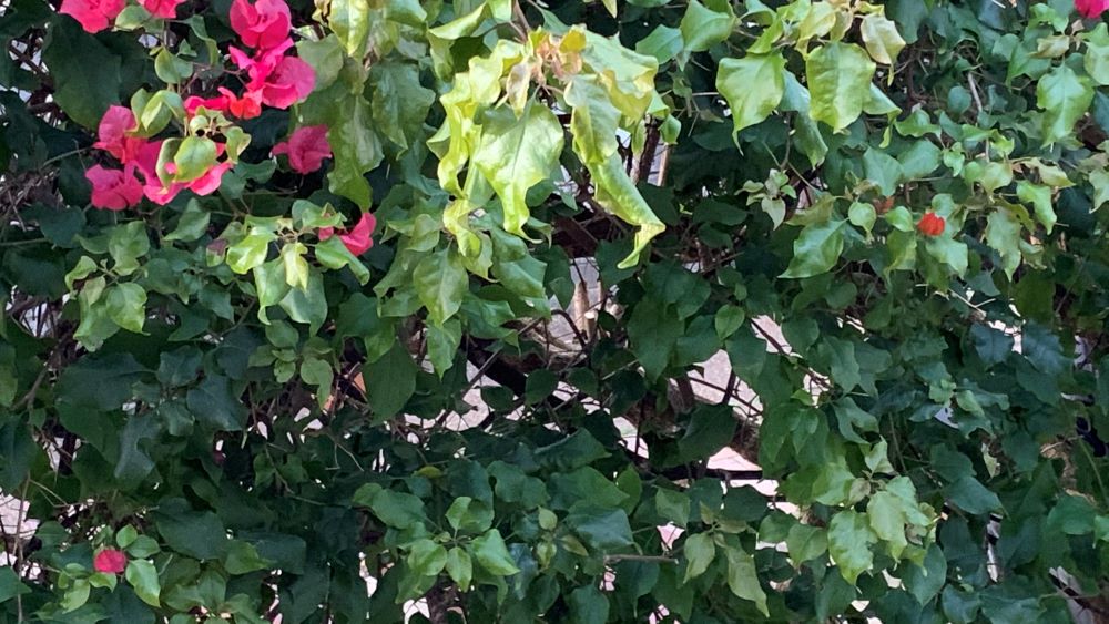 What’s Causing Bougainvillea Leaves To Turn Yellow