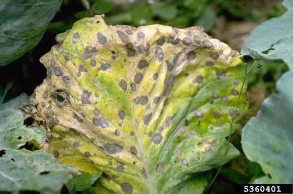 Reasons for Broccoli Leaves Turning Yellow