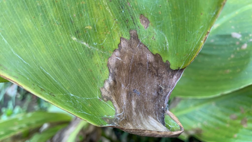Canna Leaves Turning Yellow And Brown DerivBinary