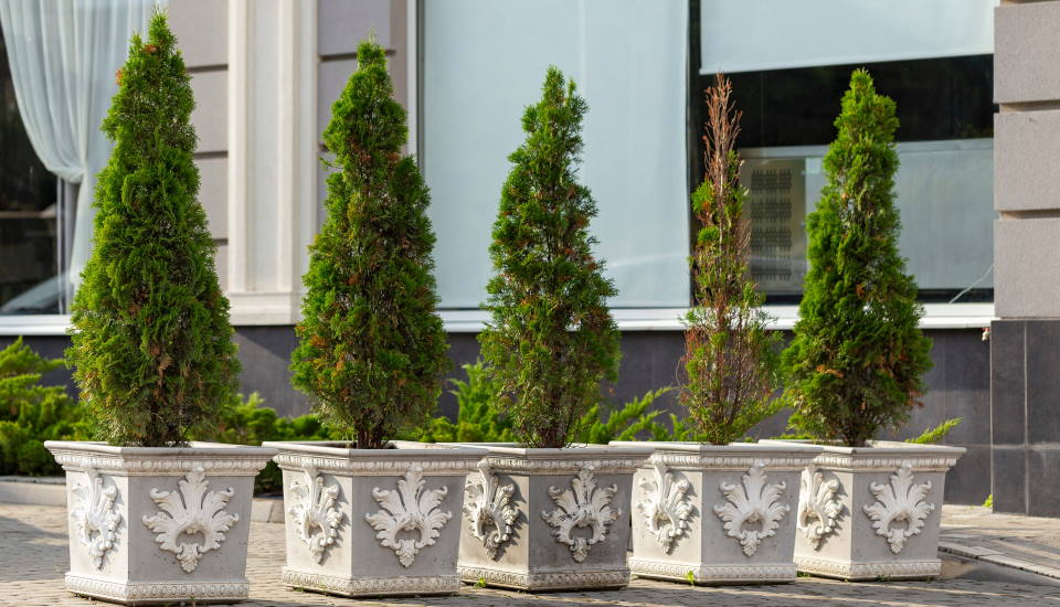 Conifer Trees : Plant, Grow & Care
