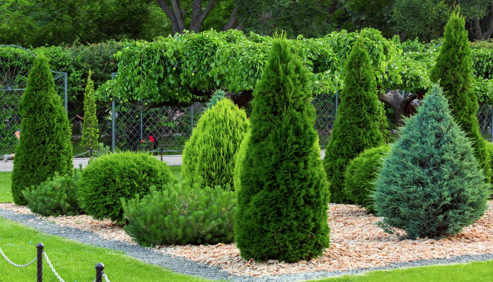 Conifer Trees