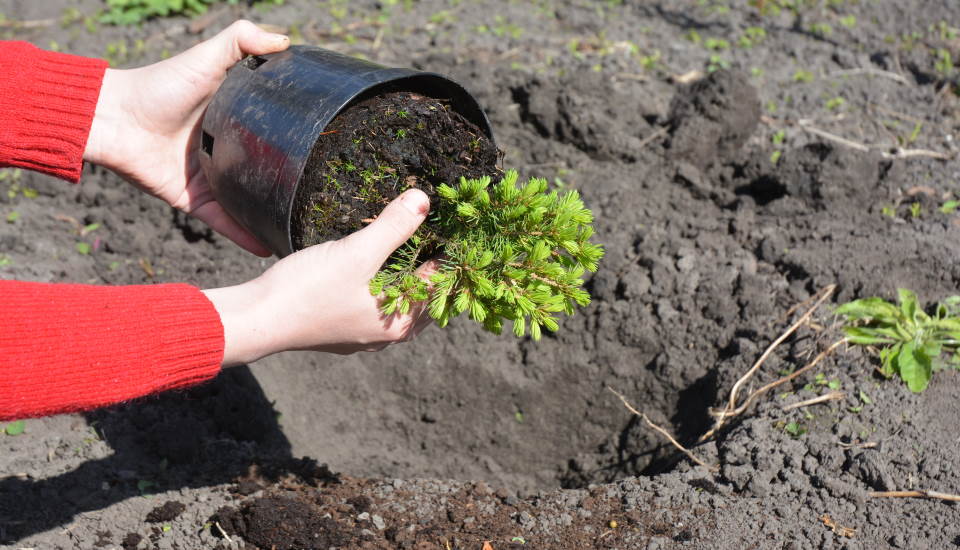 Conifer Tree Sapling