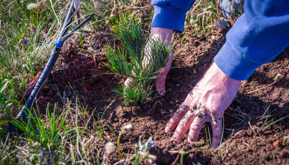 Planting Conifer Tree