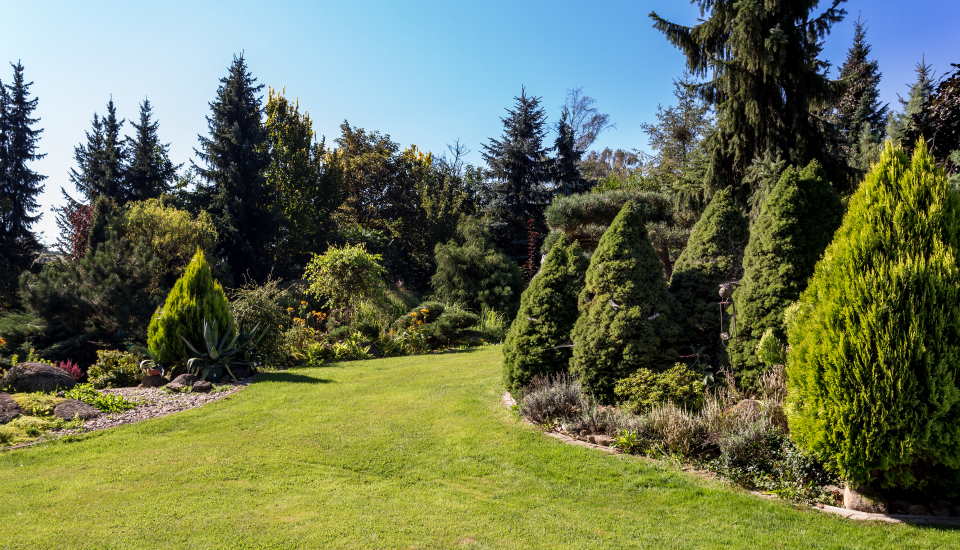 Conifer Trees in The Garden