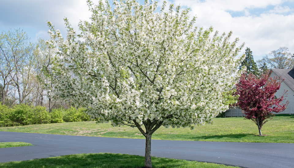 White Crabapple Tree