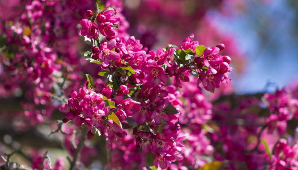 Crabapple Trees: Plant, Grow & Care