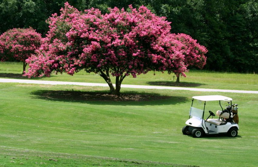 Crape Myrtle Tree