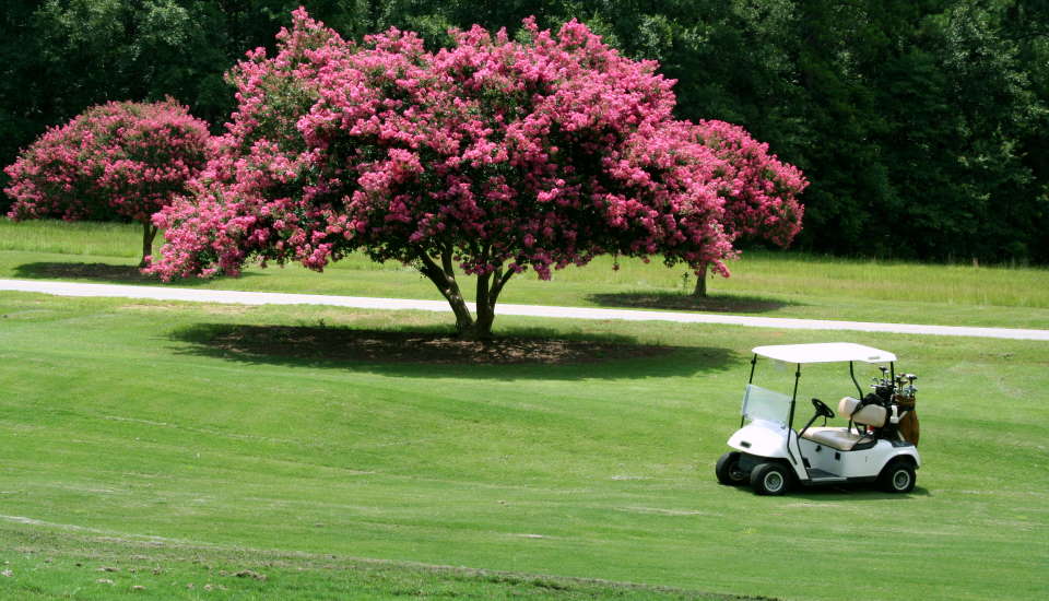 Crape Myrtle Tree: Plant, Grow & Care