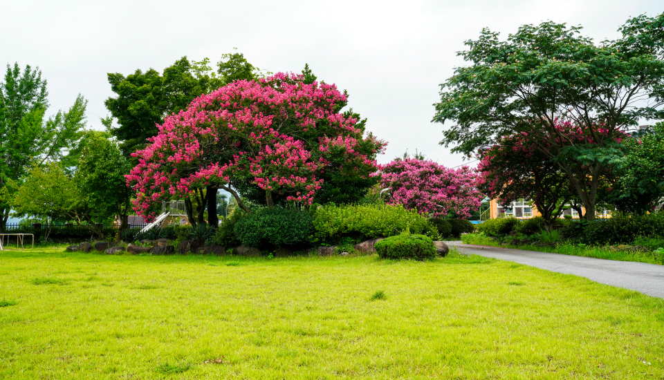 dethatch lawn, myrtle