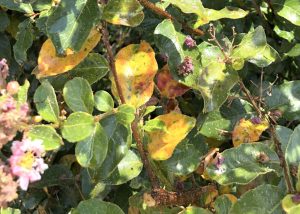 5 Reasons For Crepe Myrtle Leaves Turning Yellow 