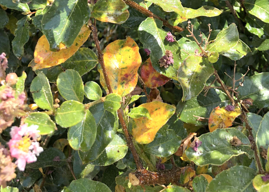 7 Reasons Why Crepe Myrtle Leaves Turn Yellow