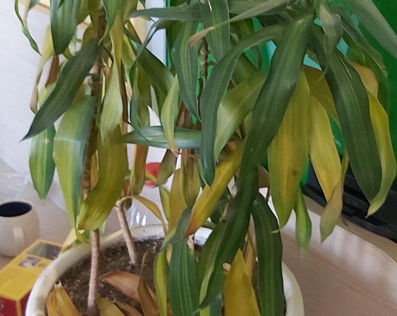 Dracaena Leaves Turning Yellow – Reasons and Prevention
