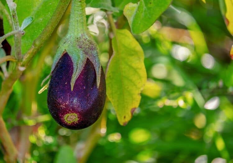 9 Reasons Why Eggplant Leaves Turn Yellow