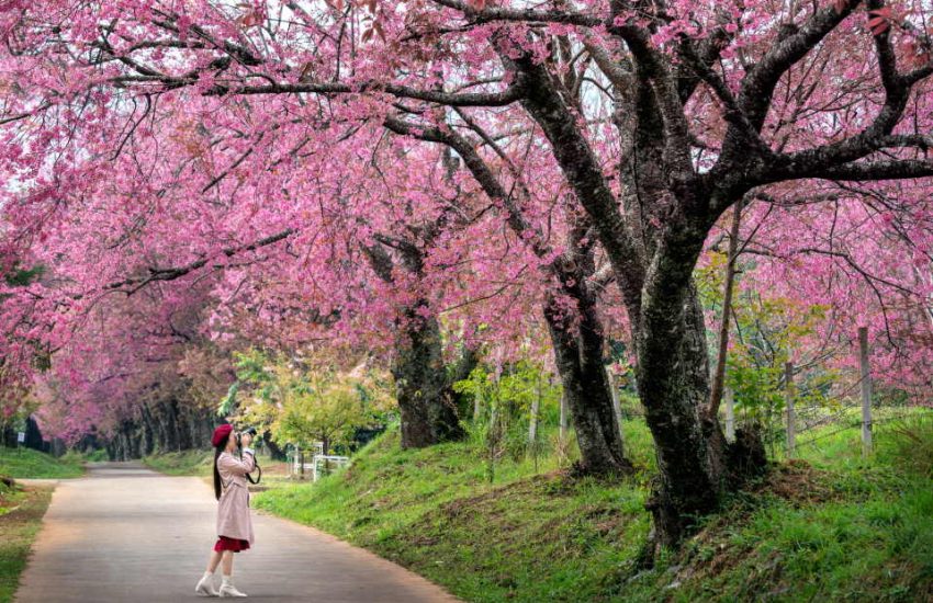 Flowering Cherry Plant