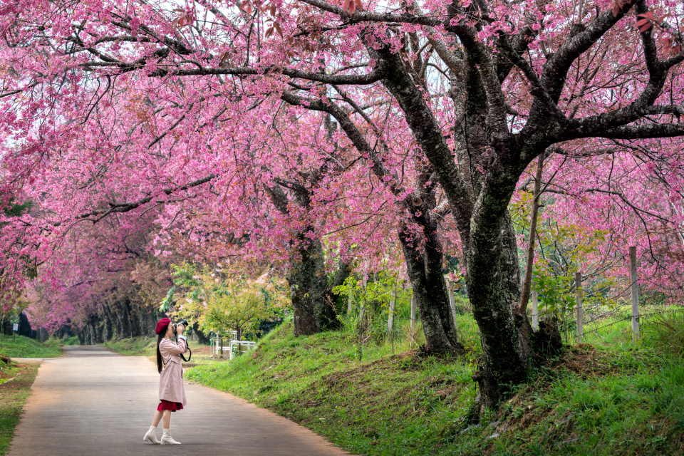 Flowering Cherry Plant