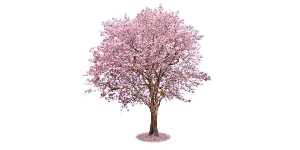 Flowering Cherry Blossom Tree