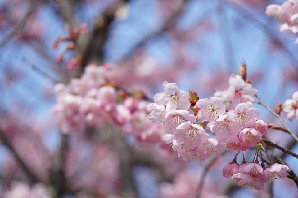 Flowering Cherry Tree Blossoms