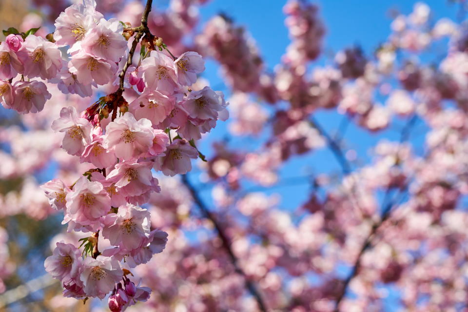 Cherry Blossoms